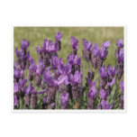 Lavender Meadow Flowers Post Cards