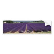 Lavender of Provence