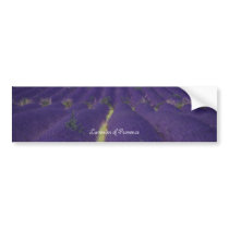 Lavender of Provence