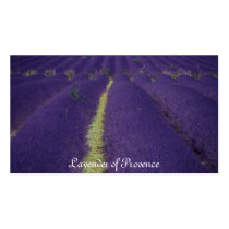 Lavender of Provence