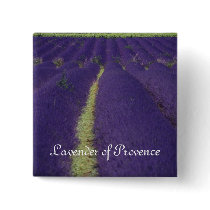 Lavender of Provence