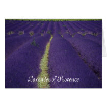 Lavender of Provence