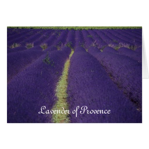 Lavender of Provence Cards