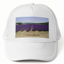 Lavender of Provence