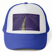 Lavender of Provence