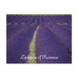 Lavender of Provence