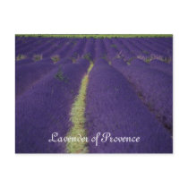 Lavender of Provence