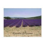 Lavender of Provence