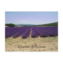 Lavender of Provence
