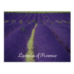 Lavender of Provence Postcards