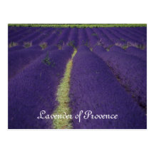 Lavender of Provence Postcards