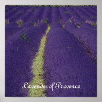 Lavender of Provence