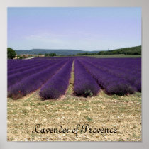 Lavender of Provence