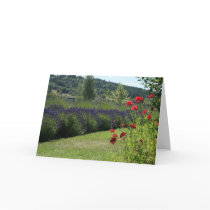 Lavender & Poppies Cards