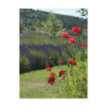 Lavender & Poppies