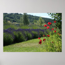 Lavender & Poppies