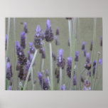 Lavender Print