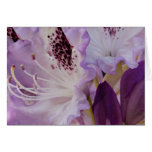 Lavender Rhododendron Bloom Greeting Card