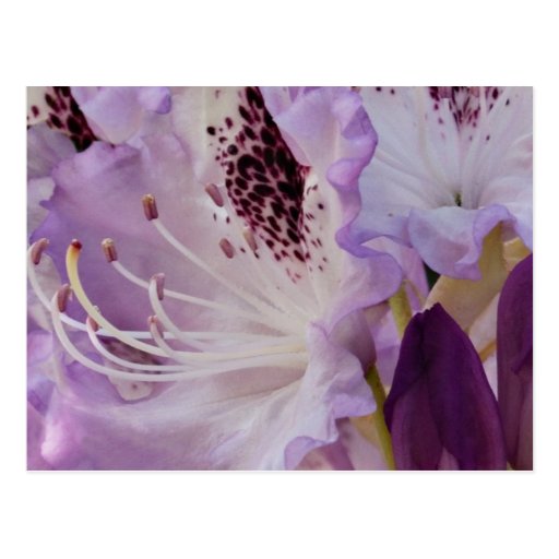 Lavender Rhododendron Bloom Postcards
