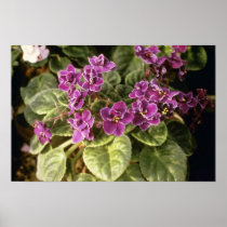 Lavender Saintpaulia 'Purple Choice' (African Viol Print