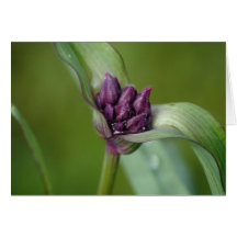 Lavender Spiderwort Flower Cards