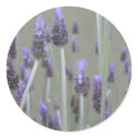 Lavender stickers