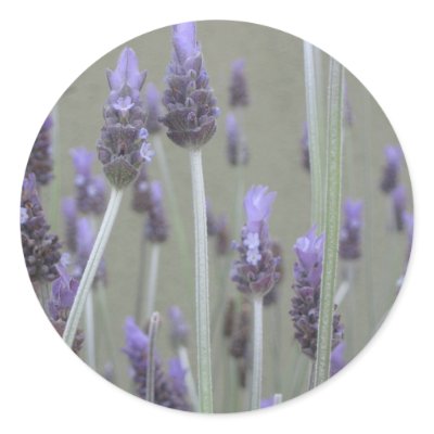 Lavender Sticker by DonnaGrayson_Photos