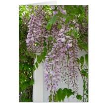 Lavender Wisteria ~ card