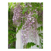 Lavender Wisteria ~ Photo
