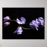lavenders posters