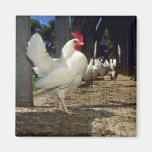 Layers (Hens And Roosters) Magnets