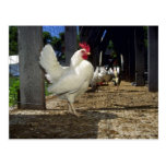 Layers (Hens And Roosters) Post Card