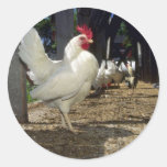Layers (Hens And Roosters) Round Stickers
