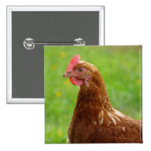Laying Hen Rhode Island Red Chicken Buttons