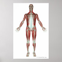 Layout of all the muscles in the human body poster