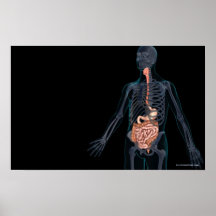 Layout of the human digestive system print