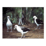 Laysan Albatross Post Cards
