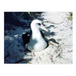 Laysan Albatross Postcard