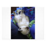Lazy Cat Announcement