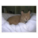 Lazy Cat Custom Invite