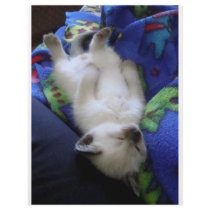 Lazy Cat Custom Flyer
