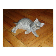 Lazy Cat Post Card