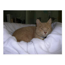 Lazy Cat Post Cards