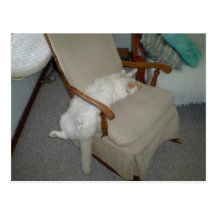 Lazy Cat Postcards