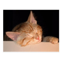 Lazy Cat Postcards