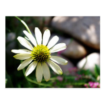 Lazy Daisy Summer Day Postcard
