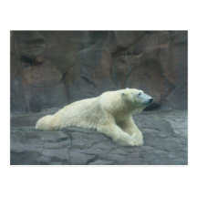 Lazy Day Polar Bear Post Cards