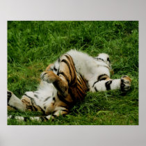 Lazy Day Tiger Poster