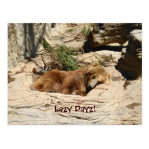 Lazy Dayz Bear Postcards
