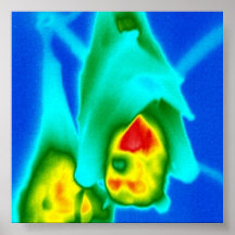 Lazy Flying Fox Print